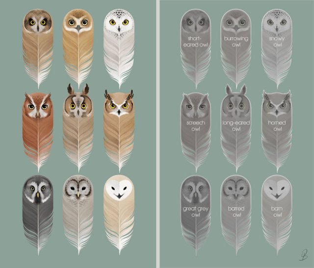 Beautiful owls
