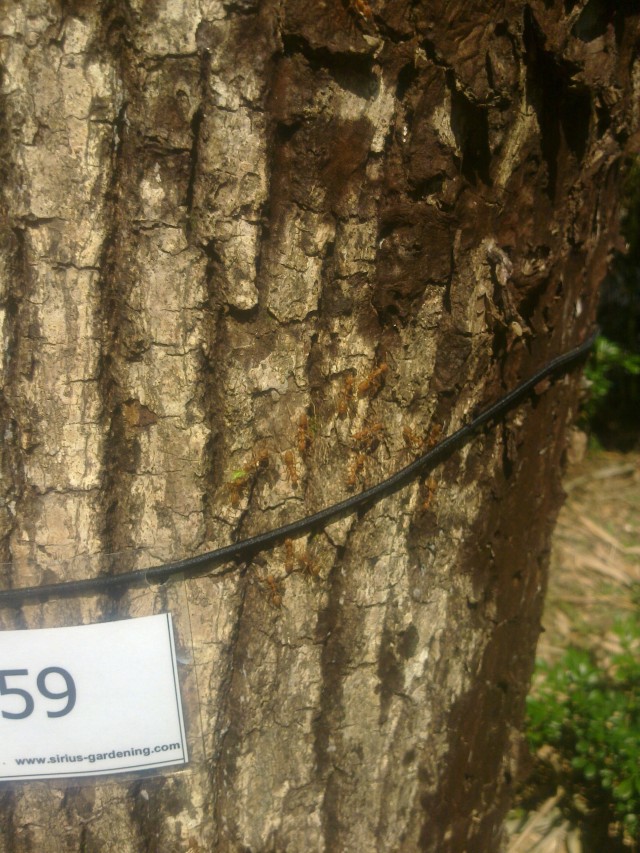 Ants on tree at Pok Hong campsite